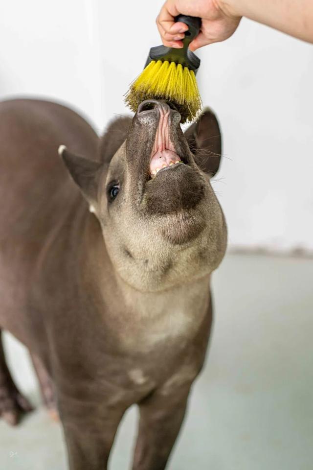 《疯狂动物城》苏州分“城”来啦！