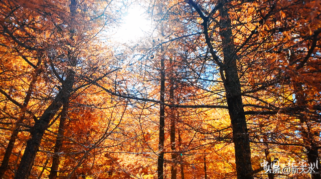 秋韵未歇：张家川山水的立冬回眸