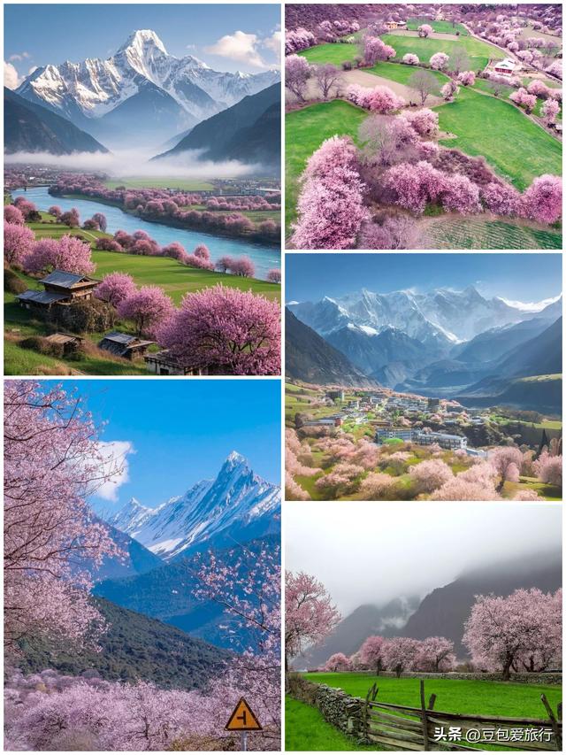 西藏林芝深度游：邂逅雪山桃花与森林的浪漫