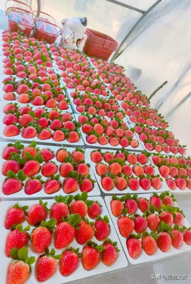 别再问昆明哪里能摘草莓了!收下这份采摘地图,直接抄作业→