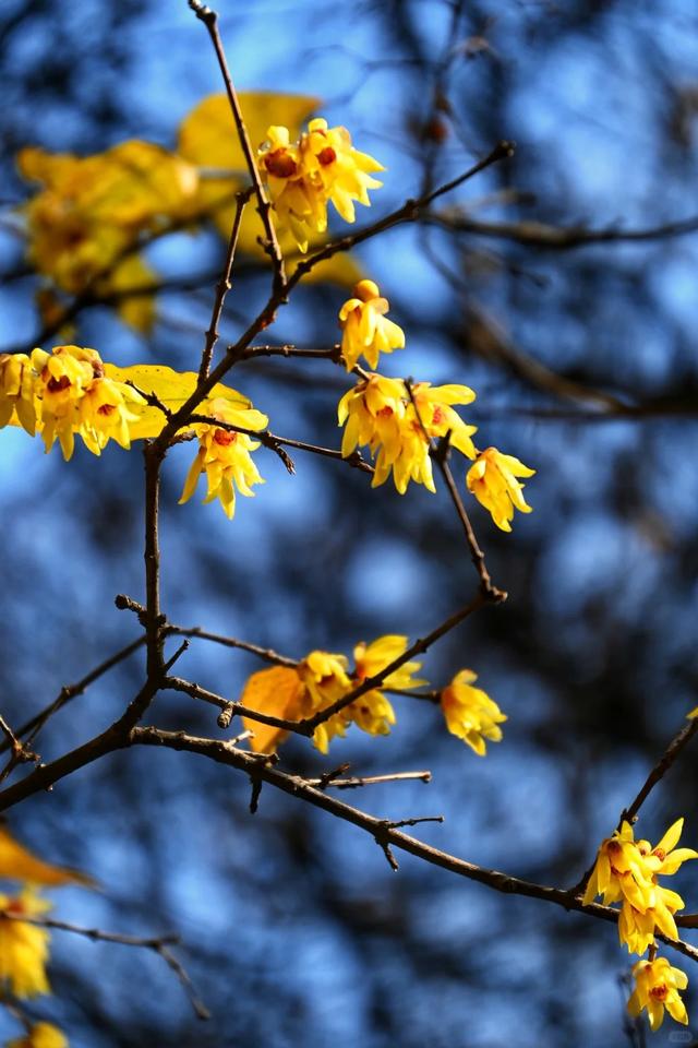 周末一日游 | 西安冬日8个免费赏腊梅好去处