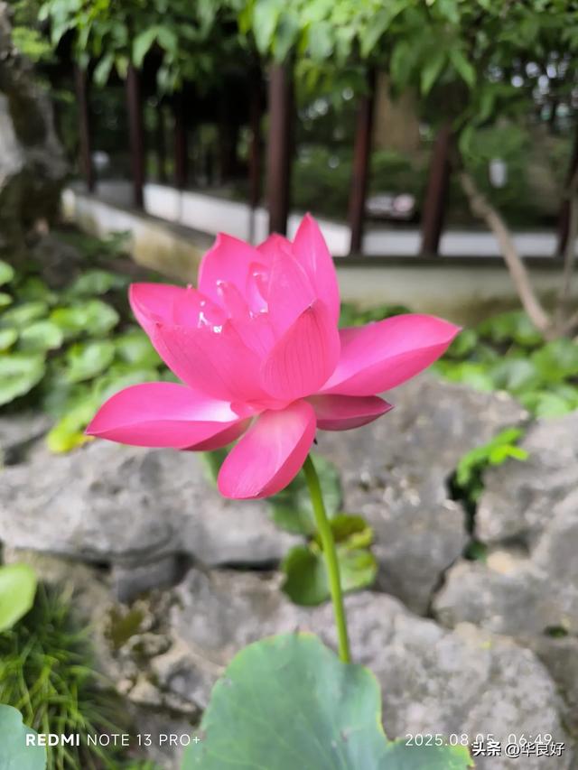 花艳叶新 “荷”你相遇——古漪园观荷记