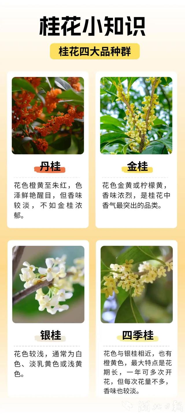 武汉满城都是，甜甜的！不要捡，不要吃！
