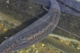 重庆女子在火锅店捡到泥鳅，养在鱼缸，2个月后它成了“皮球”！图片