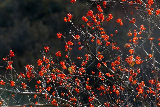 这些美照,最能说明五家渠的美景