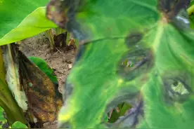 持续降雨，芋头疫病发生严重，天气转好后及时打药防治图片