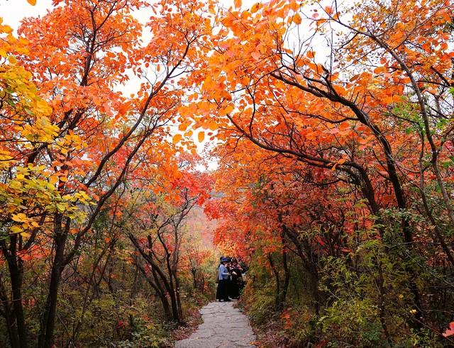 不藏了，河南5个禅意秋景点，帮你在市井中奔波的你寻回内心宁静