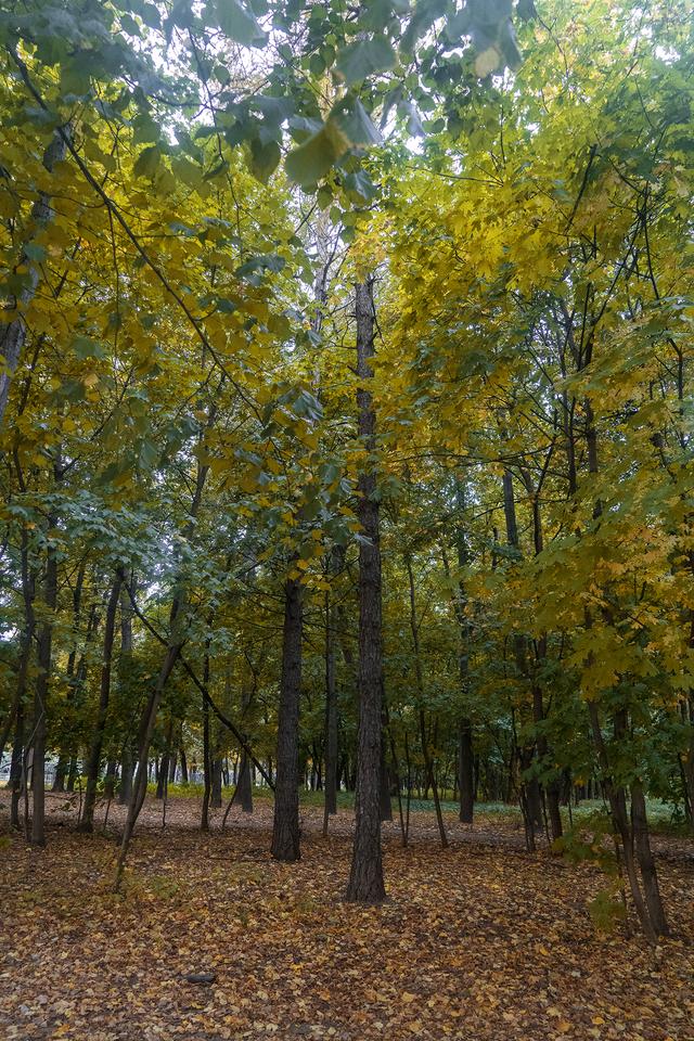 乙巳仲秋俄罗斯莫彼双城记之三：莫斯科街景