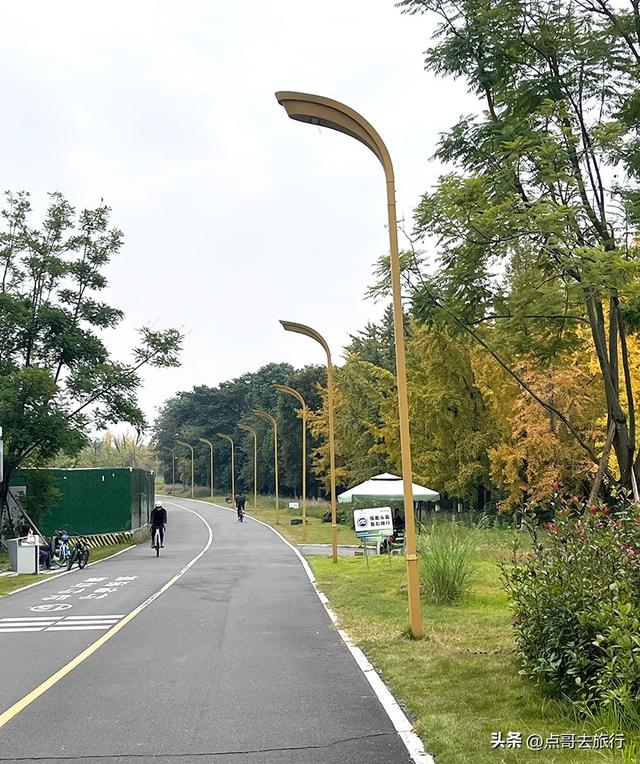 成都市区最大银杏林，金黄如海超壮观，不要门票，地铁公交直达！