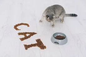 猫碗里面要一直有猫粮吗？猫碗里长期放猫粮会有哪些危害图片