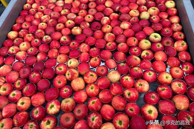 失去中国市场后，大量水果烂地里卖不出去，现在开始后悔得罪中国