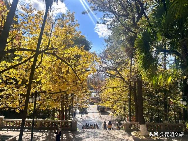 美爆！美爆！超全攻略！超出片！🤳昆明银杏黄金倒计时，抓紧时间冲~