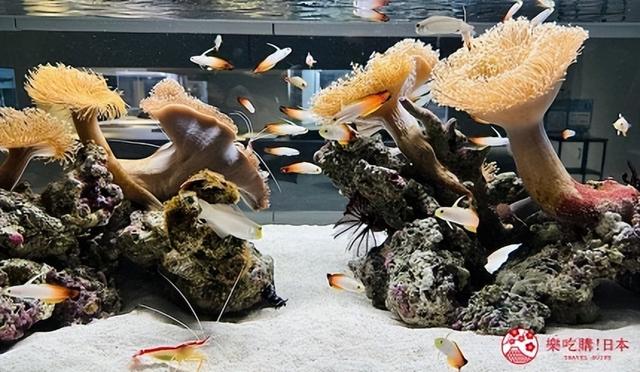 夜游札幌景点推荐「AOAO SAPPORO」水族馆：狸小路地下街直达