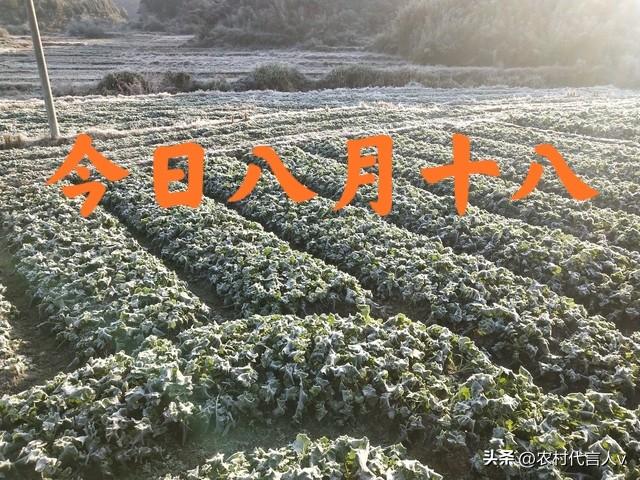 “冷不冷，就看八月十八”，今日八月十八，今冬有多冷？农谚咋说