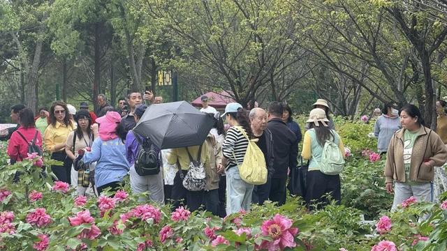 【三秦四季 花样铜川】人间四月芳菲尽 铜川牡丹始盛开