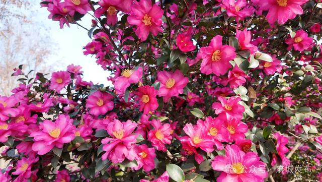 最佳观赏期已到！邂逅麻城冬日柔美风景~