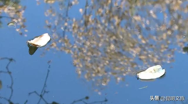 冬日暖阳正好~昆明这里的玉兰初放，一起来乐享静时光