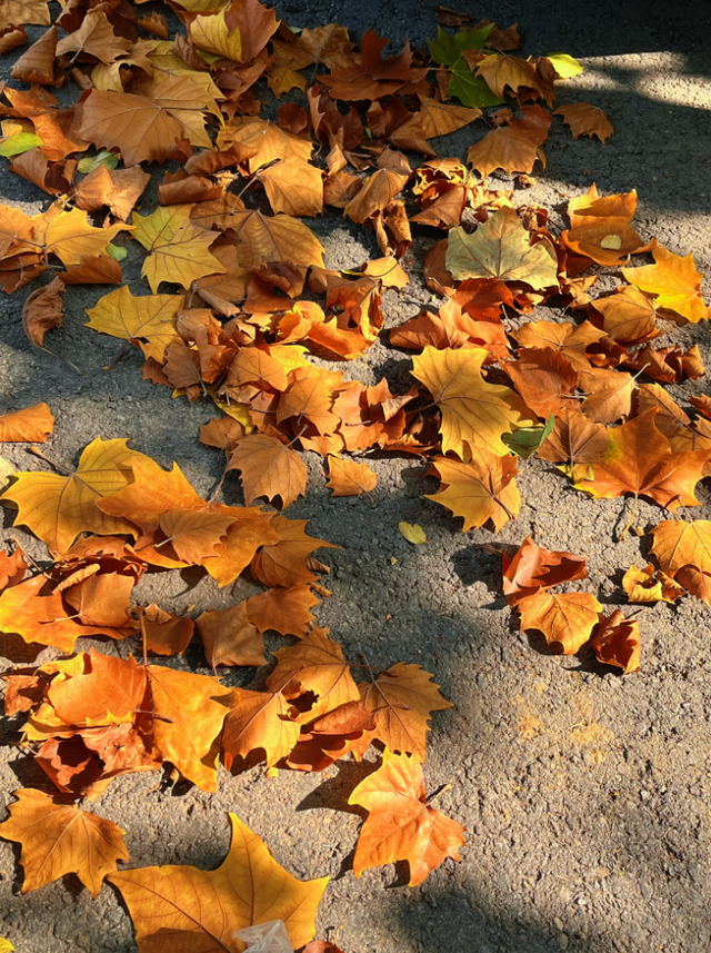 去公园，寻找城市的“书签”