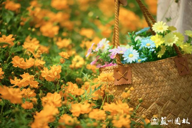 21处绚烂花海!苏州“晚秋花海”赏花地图出炉