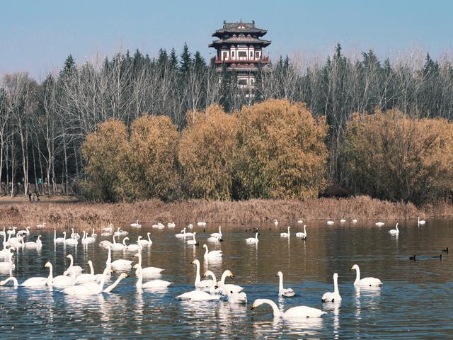 三门峡：黄河岸畔，与白天鹅的冬日之约