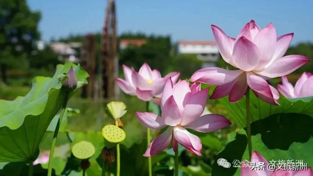新洲景区集体“喊话”：老师，您辛苦了！这天请您来玩！