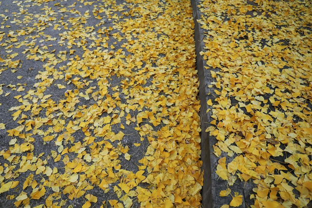 满城尽带“黄金甲”来高新区邂逅“银杏的幸福时光”