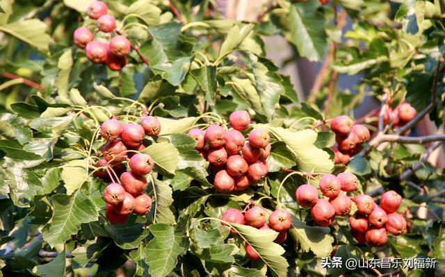 卡纳圣菲的“城墙”·及其它