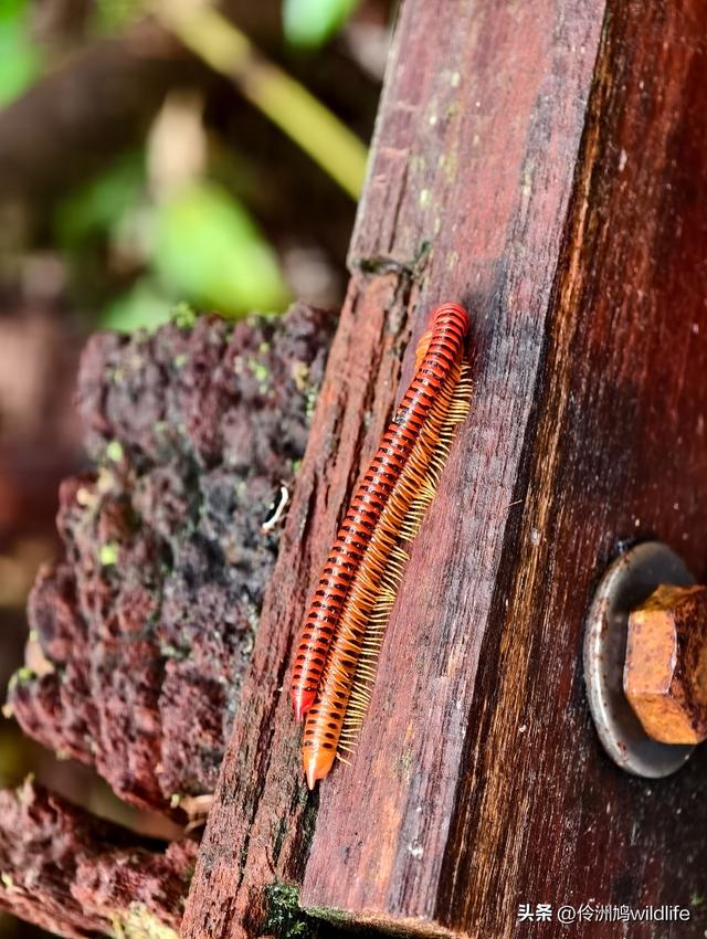 马来西亚(30)砂拉越州④姆鲁山徒步线路