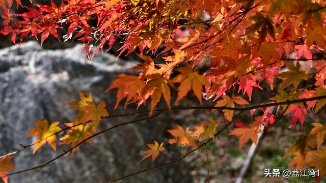 蓝山谷记：与十万株红枫的相遇