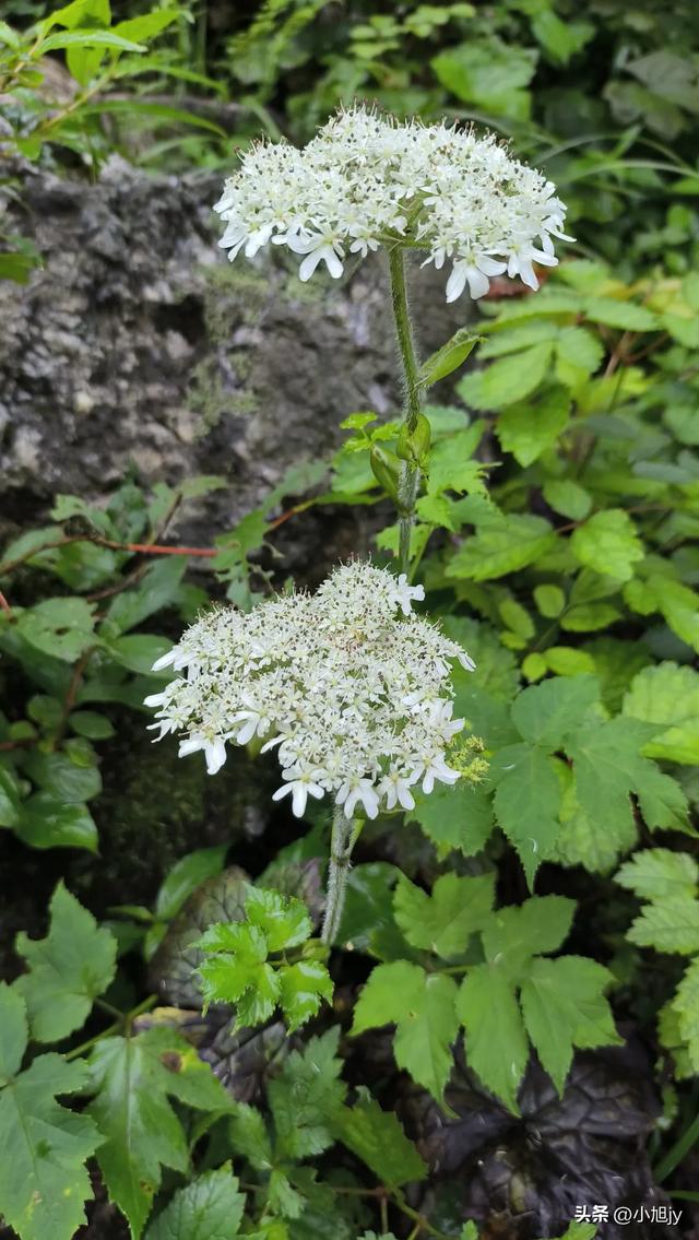 再登辽阳千米高峰白云山，云雾弥漫，金莲花盛开