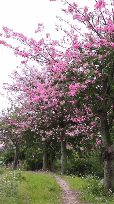 秋意浓，花开正艳！这周末，来东莞万江赏花秋游吧！