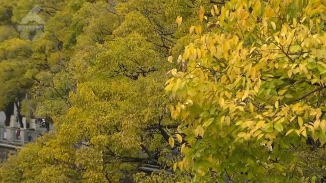 冬天的昆明，盛满了温柔的金黄色