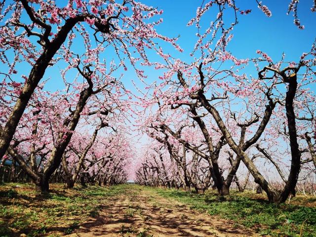 山西人赏花自带BGM？开口就是“啊个呀呀呆”，越听越上头！