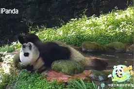 大熊猫洗澡越洗越上头图片
