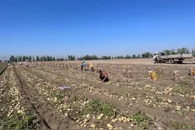 集宁区：张张笑脸迎丰收图片