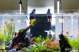 鱼缸晚上开灯好还是关灯好？图片