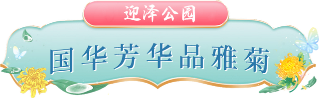 府城漫步丨晋韵菊香满迎泽