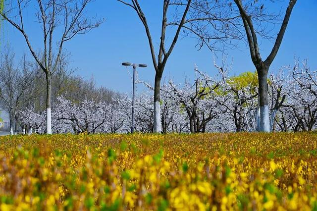 西安春讯｜玉兰、桃花、梅花｜6个早春赏花地 承包你的春季浪漫