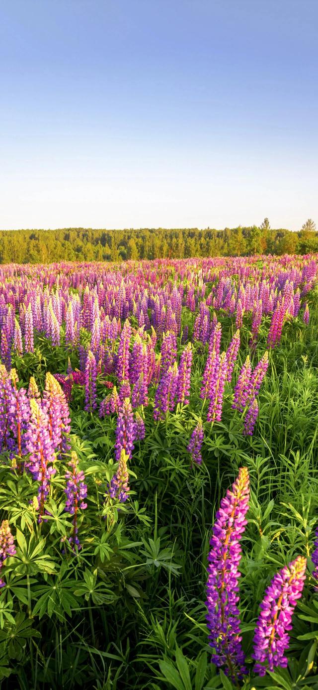 手机壁纸|简约的自然风光美景