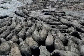 因严重干旱，非洲决定狩猎几百头大象河马，杀了取肉养活民众图片