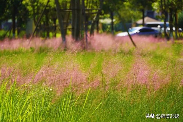 花漾邛州 | 秋日限定美景，粉黛登场！