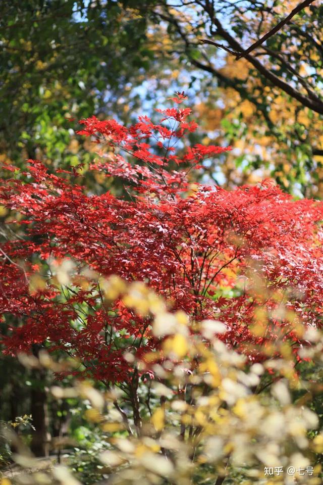 在八大处，寻到了北京最美的秋