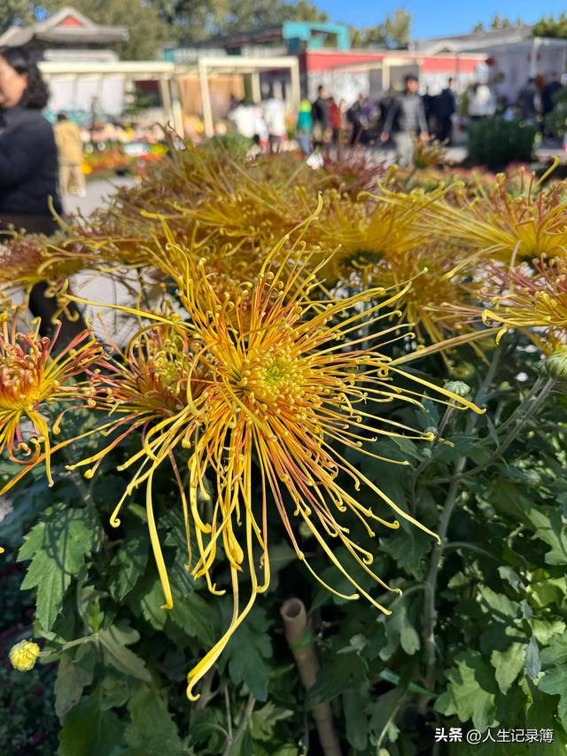 周一陪小姑子去北海公园看菊展