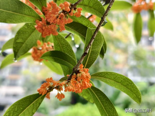 桂香漫城：桂林的秋日私语