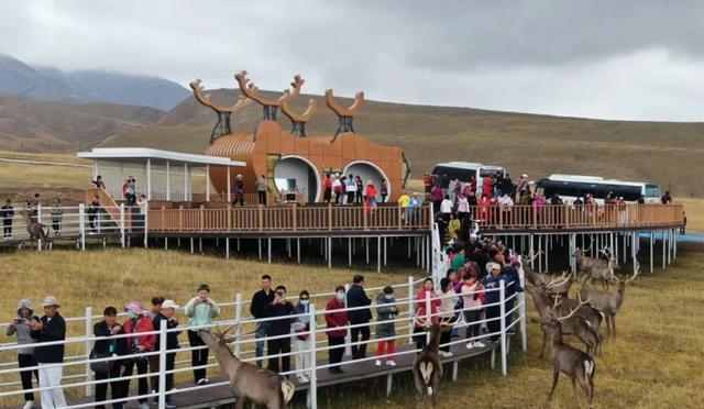 车在路上行，人在景中走：祁连山9号公路旅行记 第一站：神鹿公园