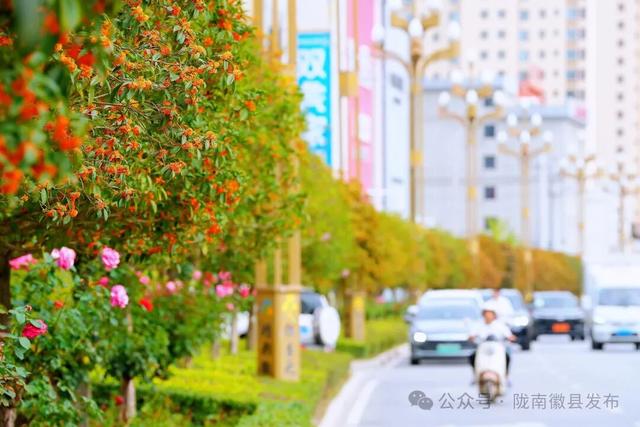 徽县：被桂花签收的秋天