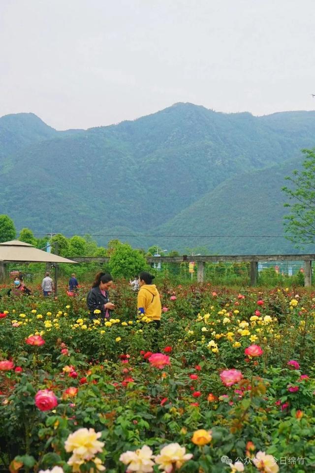 情景相生好风光｜这些才是绵竹最值得去的地方！不接受反驳……