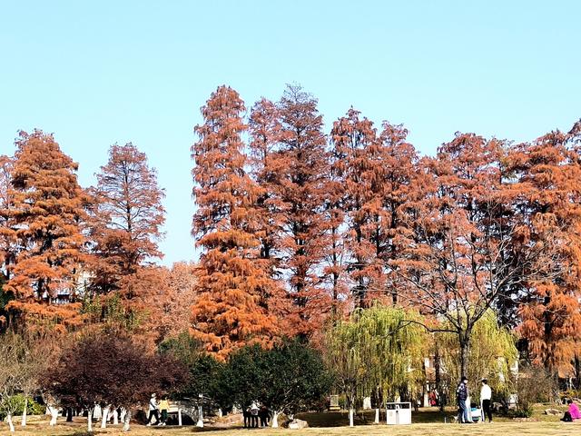 行走在月湖公园