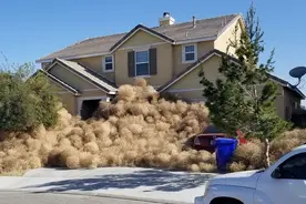 风滚草入侵全球，在美国堵路淹没房屋，为什么在我国活不过成年？图片