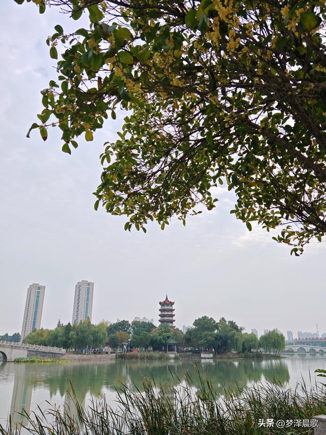 古城云梦：重阳桂花艳 千年古韵香